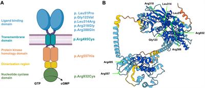 Unveiling the pathogenic mechanisms of NPR2 missense variants: insights into the genotype-associated severity in acromesomelic dysplasia and short stature
